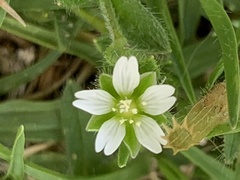 Cerastium capense