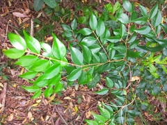 Syzygium luehmannii