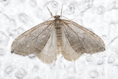 Operophtera fagata