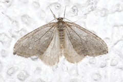 Operophtera fagata