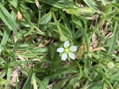 Cerastium capense