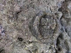 Pyura praeputialis