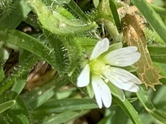 Cerastium capense