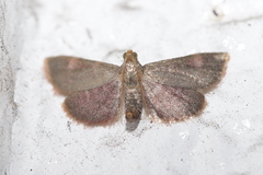 Hypsopygia costalis