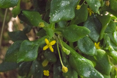 Tetragonia implexicoma