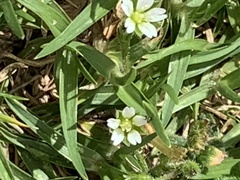 Cerastium capense