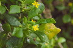 Tetragonia implexicoma