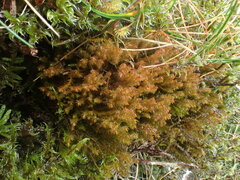 Herbertus hutchinsiae
