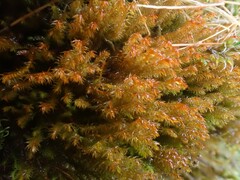 Herbertus hutchinsiae