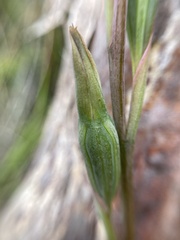 Thelymitra