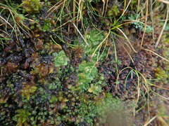 Micranthes stellaris