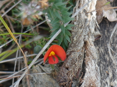 Gompholobium ecostatum