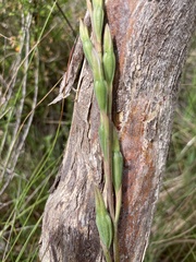 Thelymitra