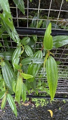 Boehmeria densiflora