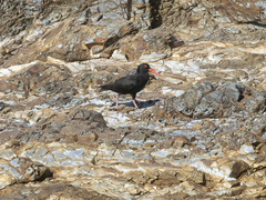 Haematopus fuliginosus