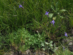 Lobelia preslii