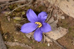 Cheiranthera linearis
