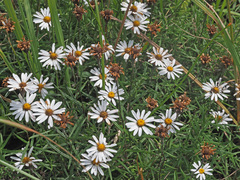 Felicia muricata muricata