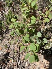 Eucalyptus conferruminata