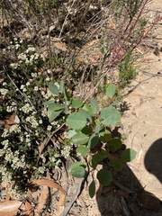 Eucalyptus conferruminata