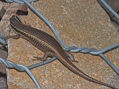 Trachylepis punctatissima