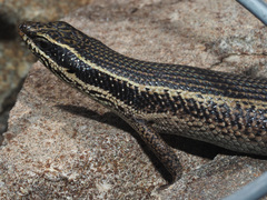 Trachylepis punctatissima