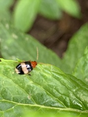 Monolepta melanogaster