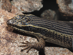 Trachylepis punctatissima