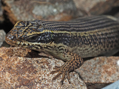 Trachylepis punctatissima