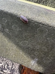 Porcellio spinicornis
