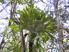 Platycerium superbum