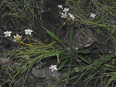 Alepidea serrata