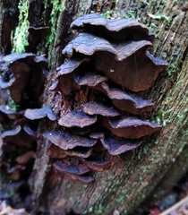 Hymenochaete rubiginosa