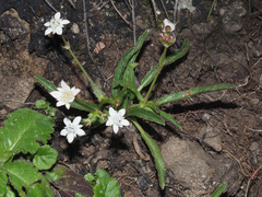 Alepidea serrata