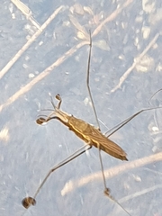 Aquarius najas