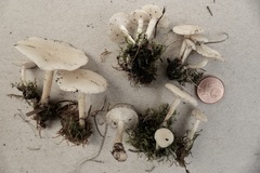 Clitocybe agrestis
