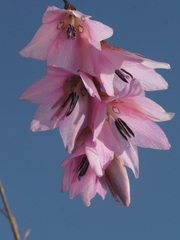 Dierama robustum