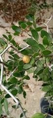 Ziziphus lotus