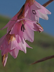 Dierama robustum