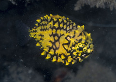 Cleidopus gloriamaris