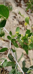 Ziziphus lotus