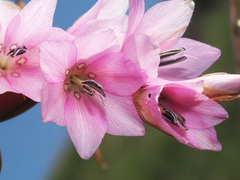 Dierama robustum