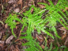 Asparagus setaceus