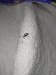 Meconemus infuscatus