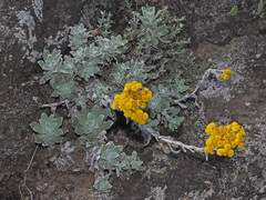 Helichrysum trilineatum
