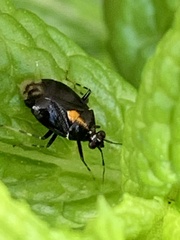 Deraeocoris