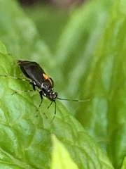 Deraeocoris