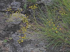 Bupleurum mundii
