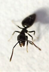 Technomyrmex jocosus
