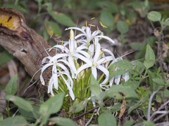 Crinum pedunculatum